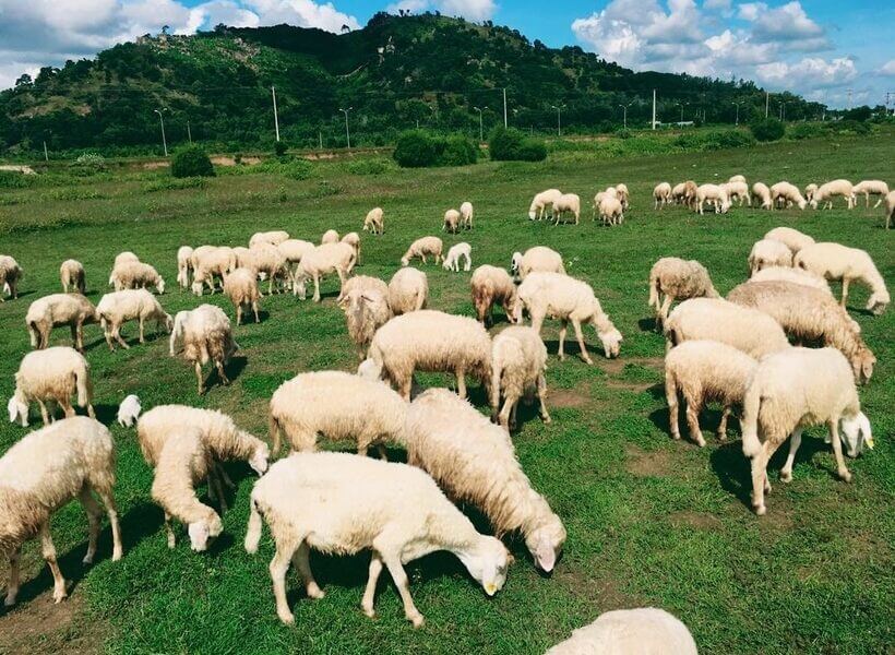 Đồi Cừu Suối Nghệ