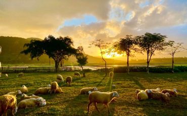 Đồng Cừu Suối Tiên – Điểm check in mới cực hot tại Khánh Hòa