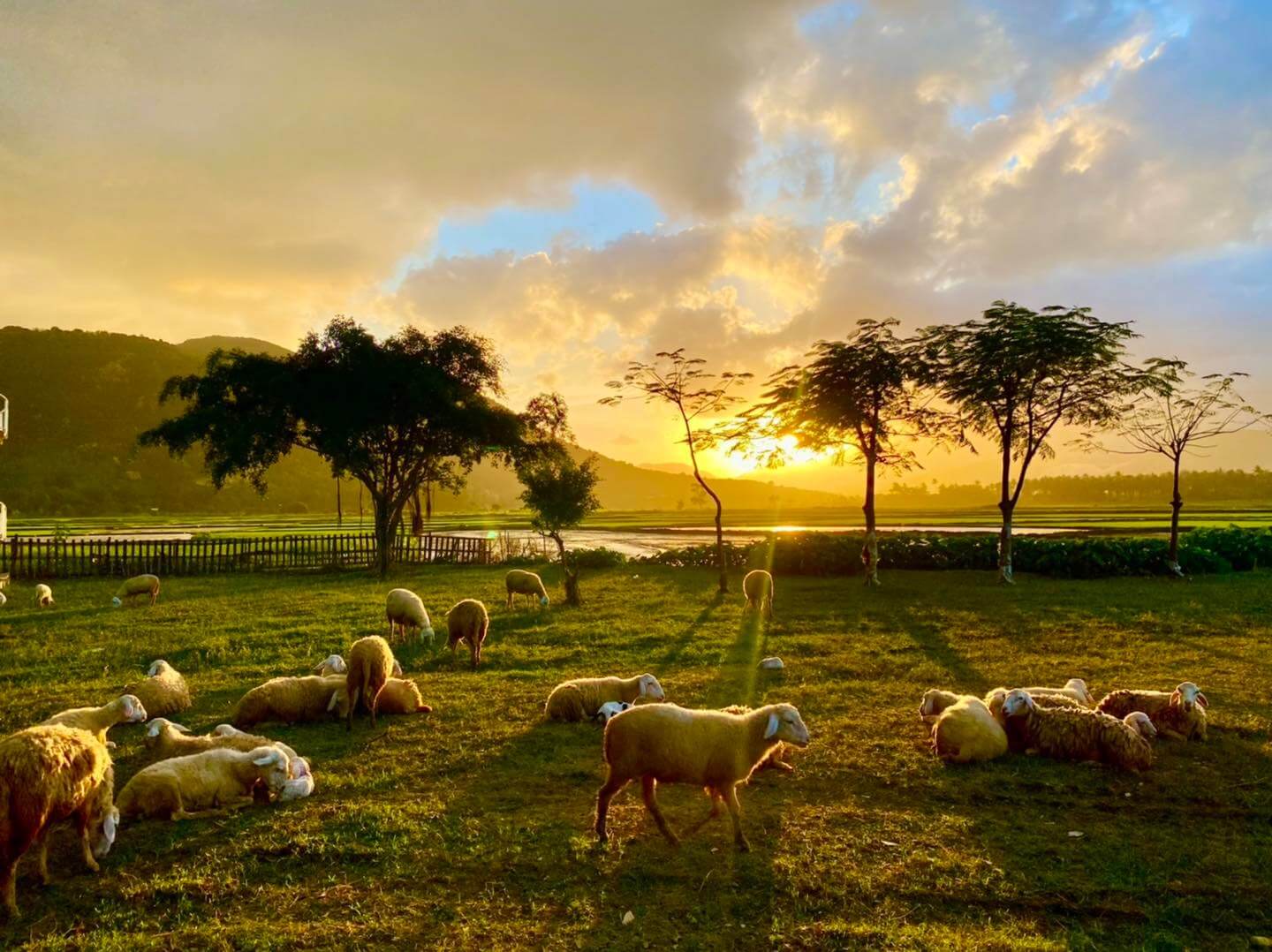 Đồng Cừu Suối Tiên - Điểm check in mới cực hot tại Khánh Hòa