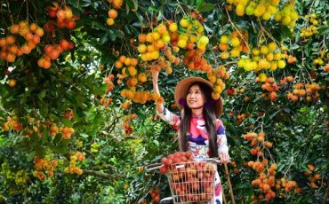 Vườn trái cây Củ Chi – Thiên đường trái cây từ du lịch sinh thái