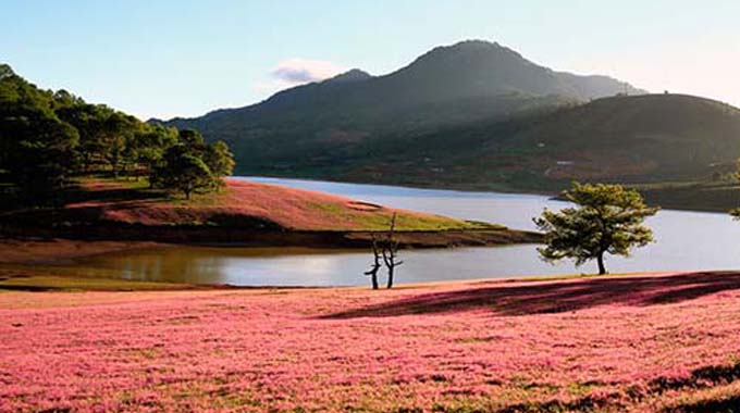 Vẻ đẹp của sắc hồng nơi đồi cỏ