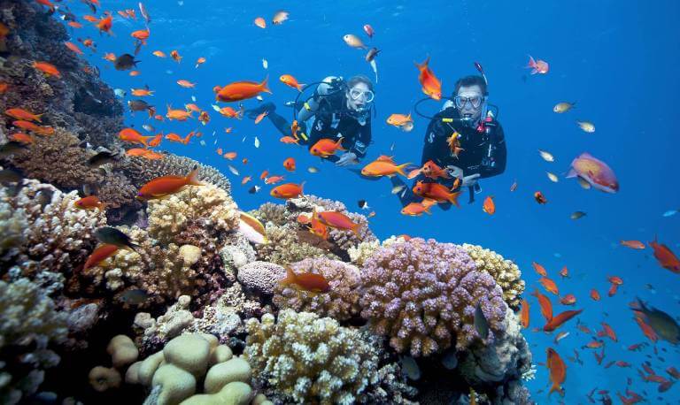 Kinh nghiệm lặn ngắm san hô Côn Đảo