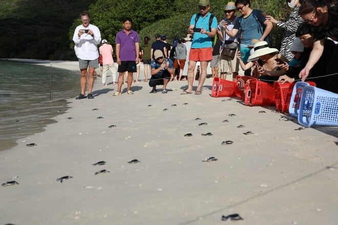Hoạt động thả rùa được nhiều du khách hứng thú.