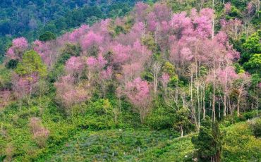 Mộng Đào Nguyên – Mảng rừng với sắc mai anh đào rực rỡ